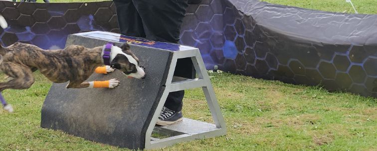 Hundesport mit Vollgas.