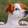 Hund schaut in die Kamera.