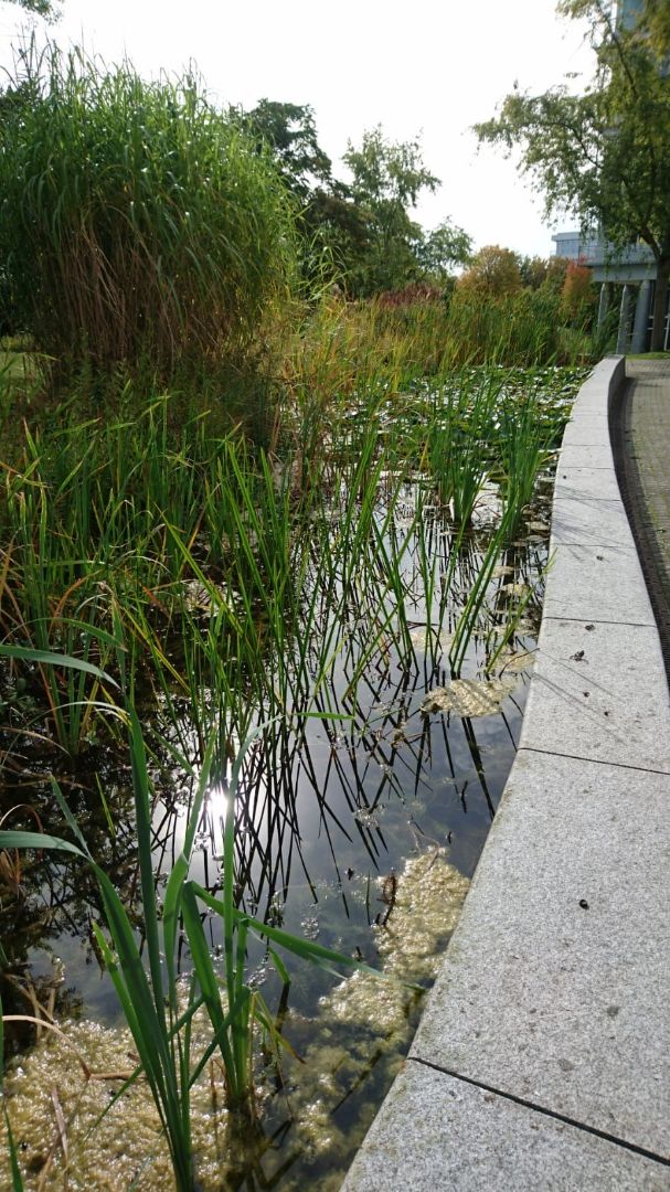 Aktiv für den Naturschutz unser R+V Campus in Wiesbaden