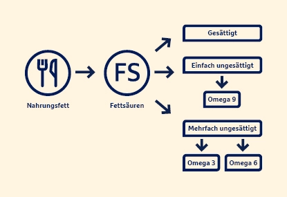 Stoffwechseldiagramm: Nahrungsfett zu Fettsäuren, aufgeteilt in einfach ungesättigte und mehrfach ungesättigte Fettsäuren wie Omega 3, 6 und 9.
