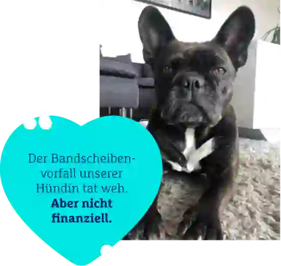 Hundefoto mit Kundenzitat: "Der Bandscheibenvorfall unserer Hündin tat weh. Aber nicht finanziell."