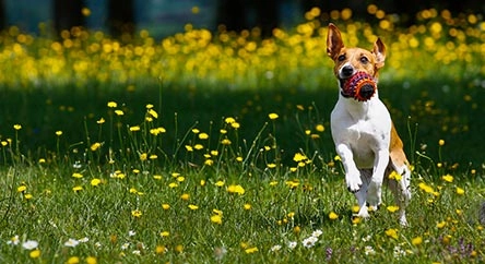 Weißer Hund mit braunen Flecken läuft durch eine Frühjahrswiese voller gelber Löwenzahnblüten