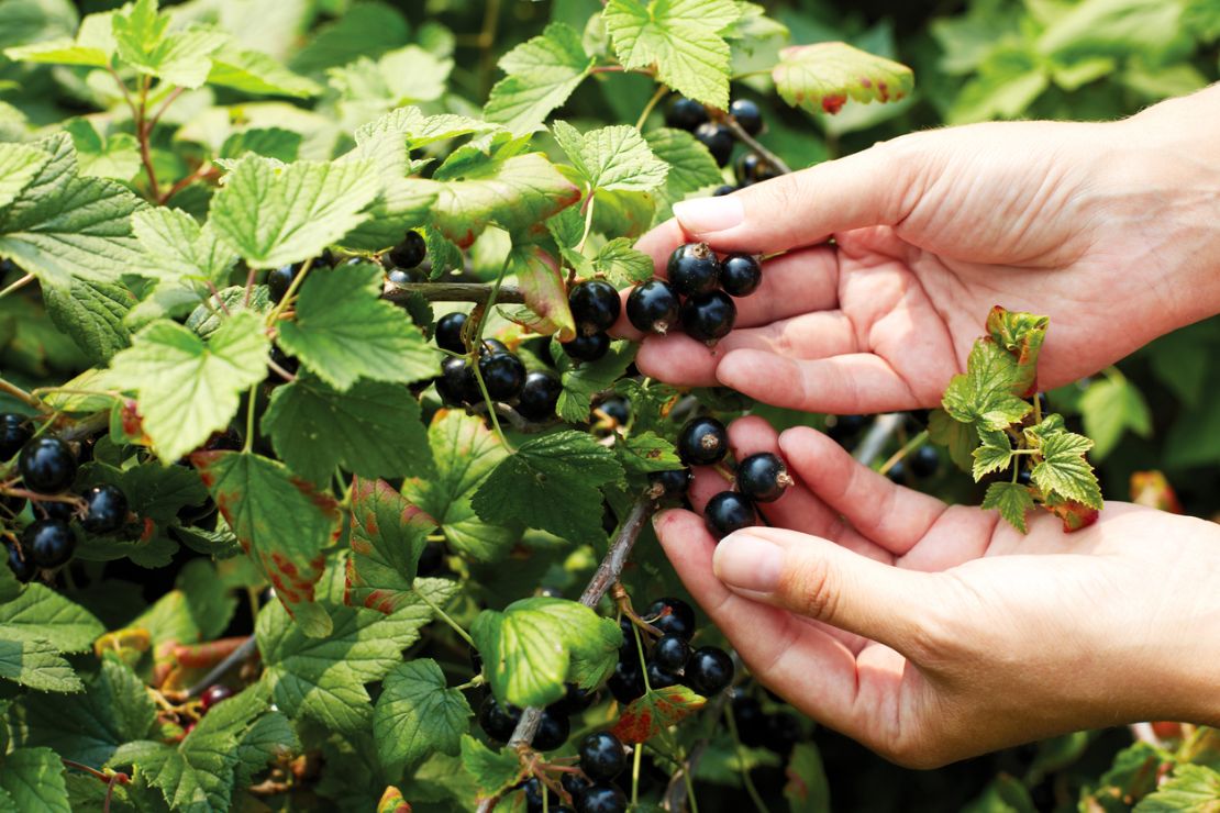 johannisbeeren-vitamin-c