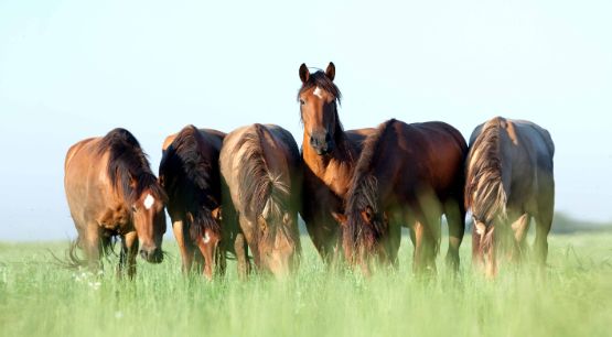anweiden-pferd-gruppe.jpg