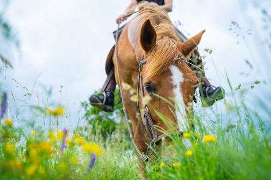 anweiden-pferd-wiese.jpg