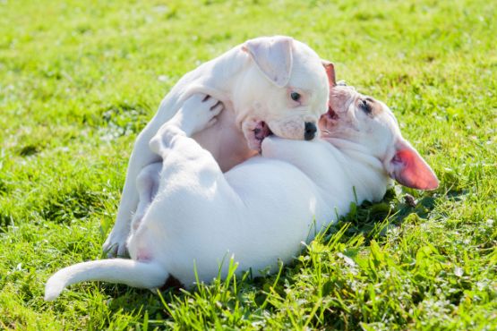 beisshemmung-hund-bulldoggen-welpen.jpg