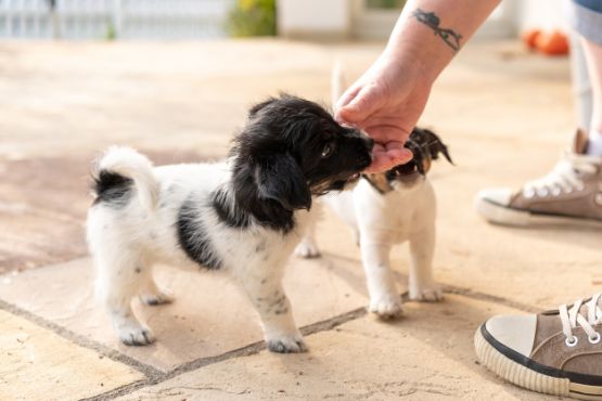 beisshemmung-hund-welpe-training.jpg