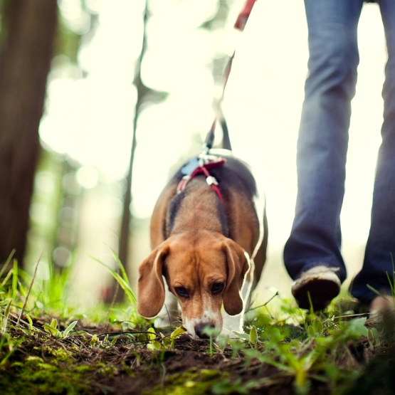 Ein Hundebesitzer geht mit seinem angeleinten Hund im Wald spazieren.