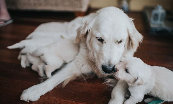 hundewelpe-mit-mutter.jpg