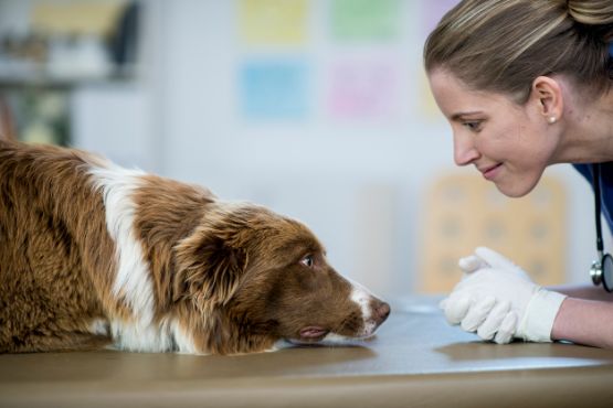 pfoetchenknabbern-hund-tierarzt.jpg