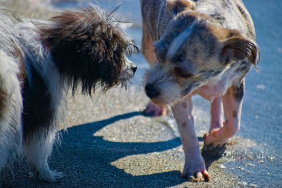 supernase-hund-zwei-hunde-schnueffeln.jpg
