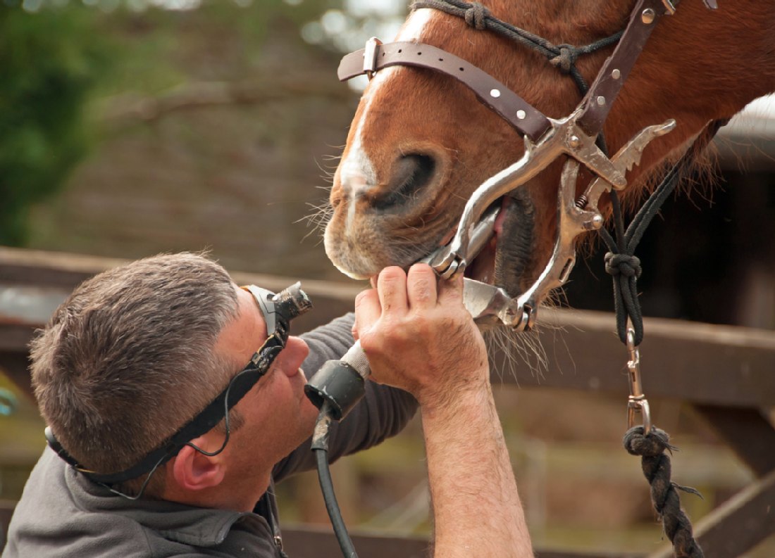 Pferd Nach Zahnbehandlung Reiten