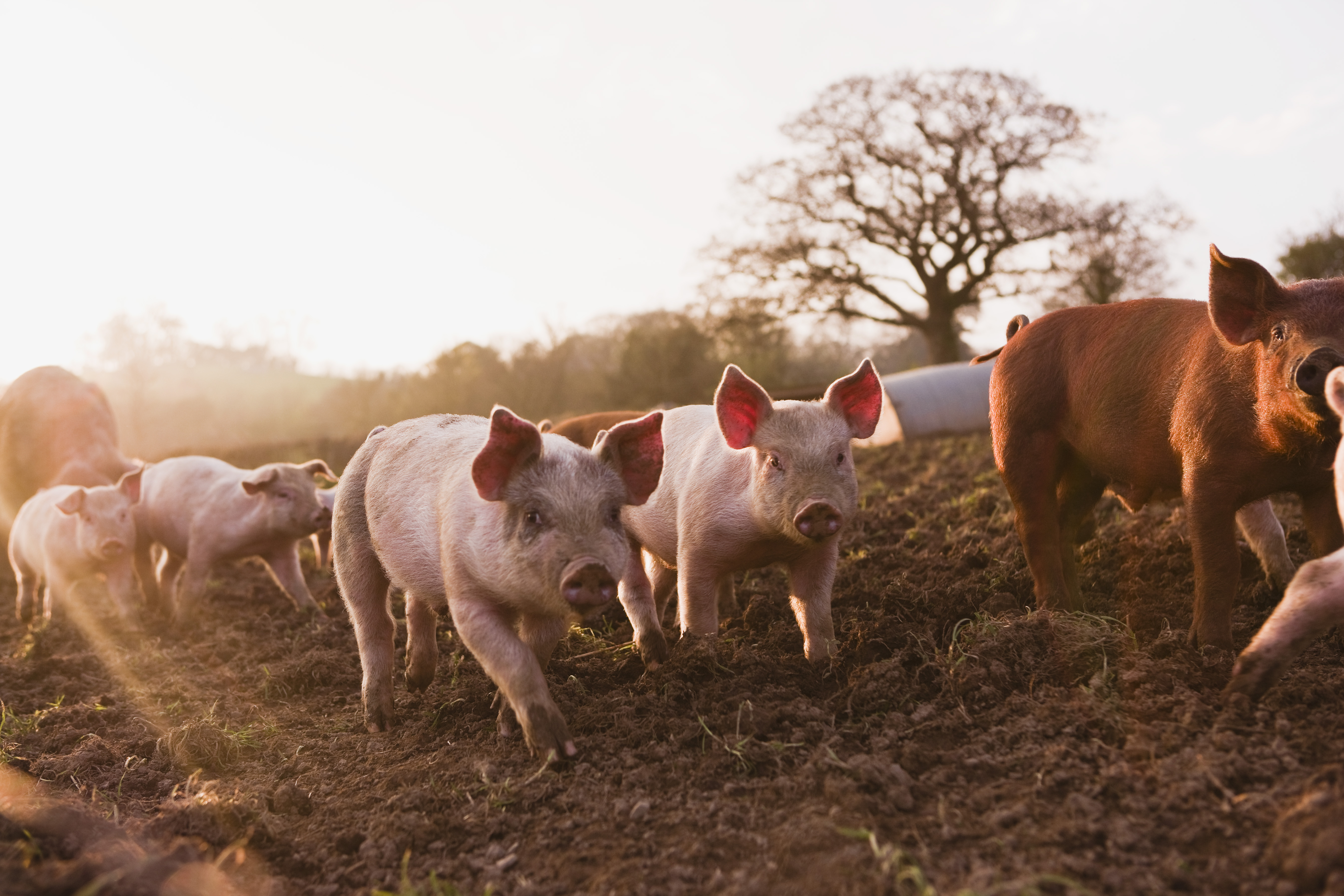 Сельская свинья. Сельское хозяйство свиноводство. Свиньи на ферме. Сельское хозяйство поросята. Свиньи на пастбище.