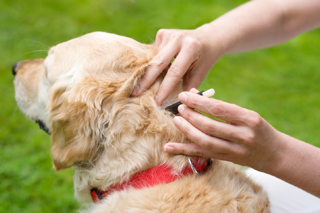 Wie Lange Saugt Eine Zecke Am Hund