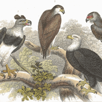 lithographie-voegel-adler-greifvogel