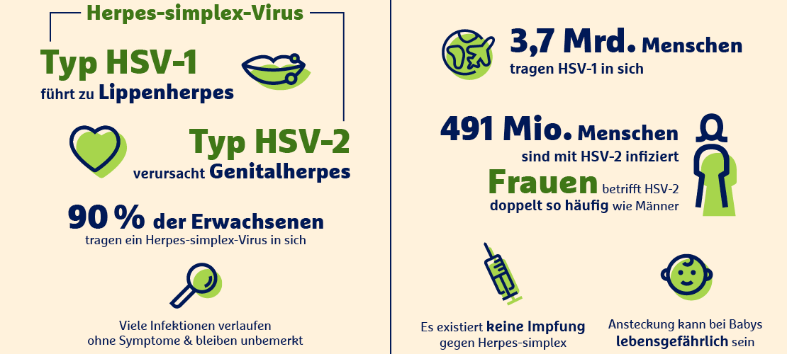 Infografik Herpes-simplex-Virus