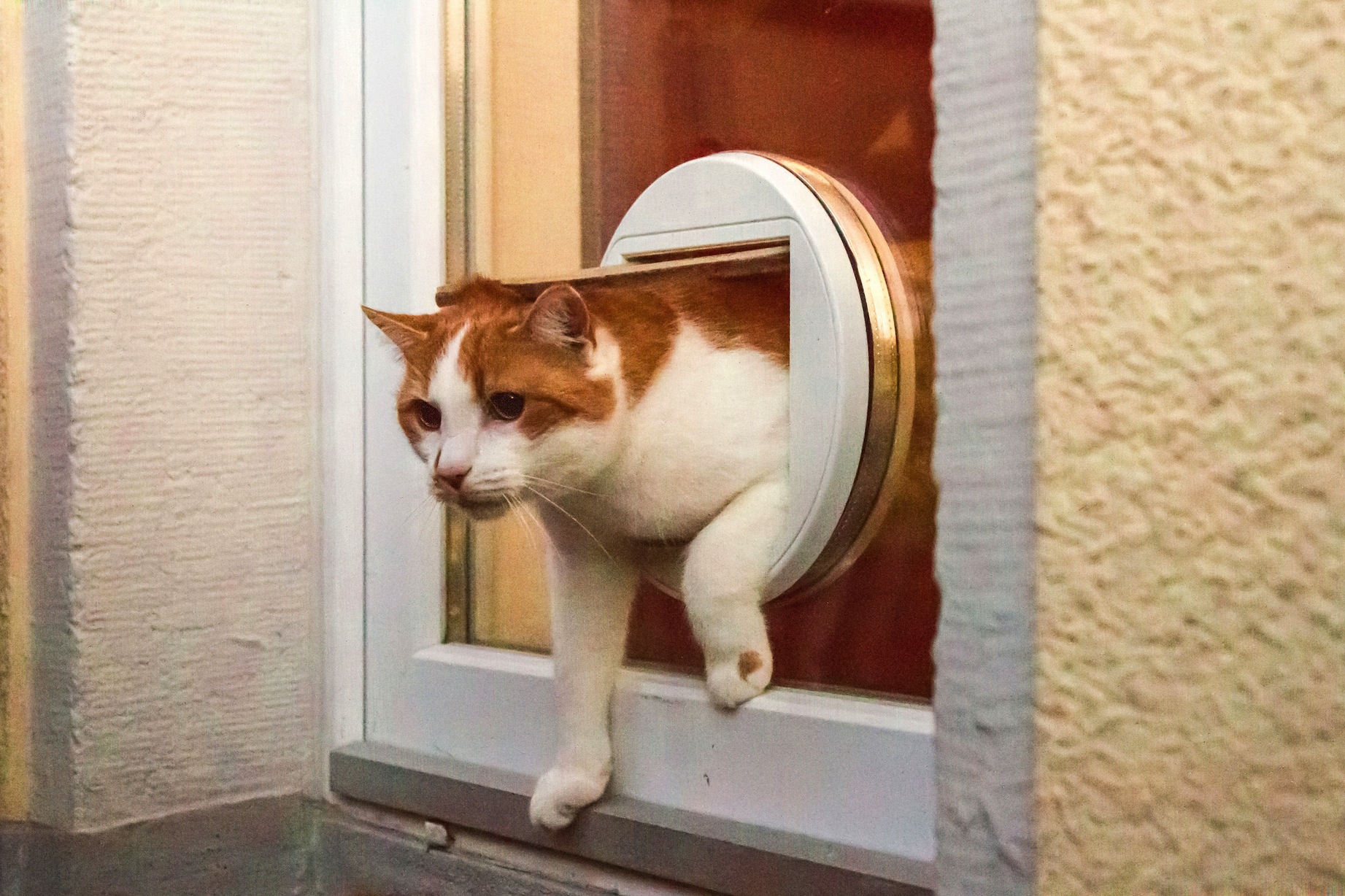 Katzenklappe Zugang für Vierbeiner und für Einbrecher
