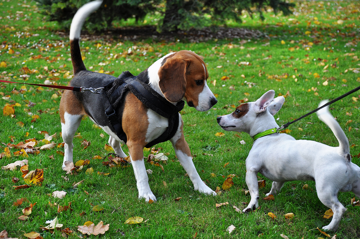 Halsband oder Geschirr fr den Hund?