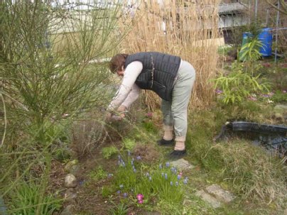 Infektionsgefahr Zecken Lauern Auch Im Eigenen Garten