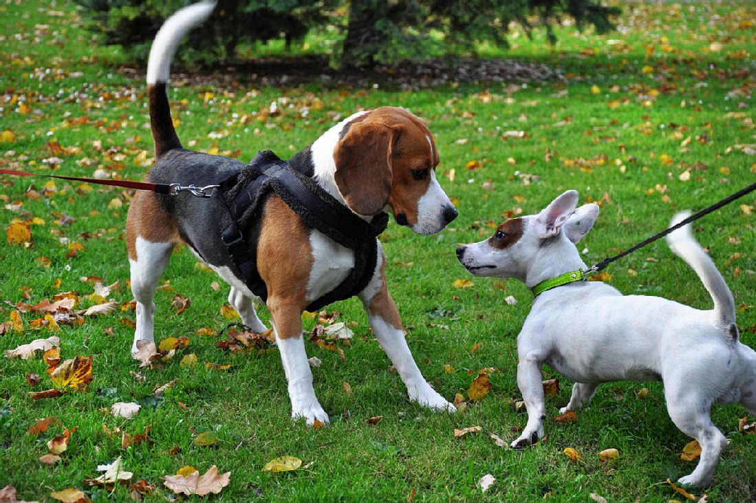 Halsband oder Geschirr für den Hund?